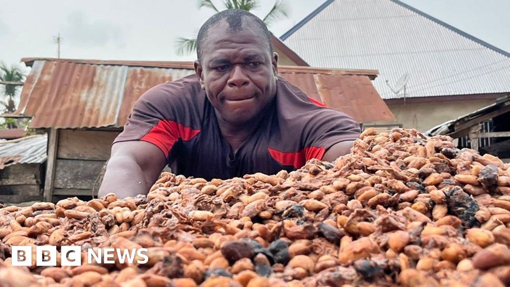 Cocoa Prices Settle Higher on Ivory Coast Harvest Delays